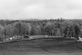 A black and white landscape showing farmland with neat rows of crops in the foreground. Tall trees and a dense forest line the background. Several small structures, possibly houses or sheds, are visible near the edge of the forest. The sky is overcast, contributing to a misty ambiance.