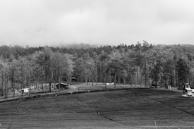 A black and white landscape showing farmland with neat rows of crops in the foreground. Tall trees and a dense forest line the background. Several small structures, possibly houses or sheds, are visible near the edge of the forest. The sky is overcast, contributing to a misty ambiance.