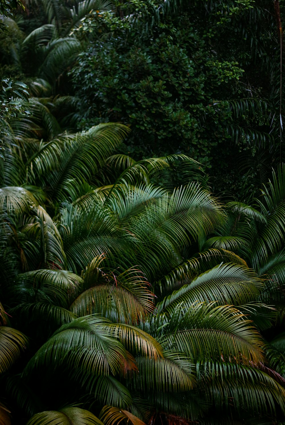 a close-up of some trees