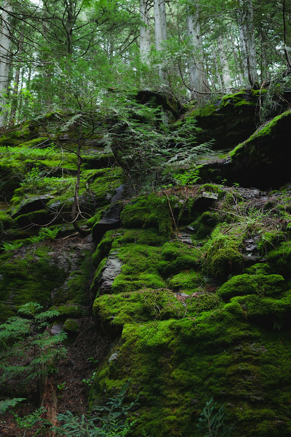 a small stream in a forest