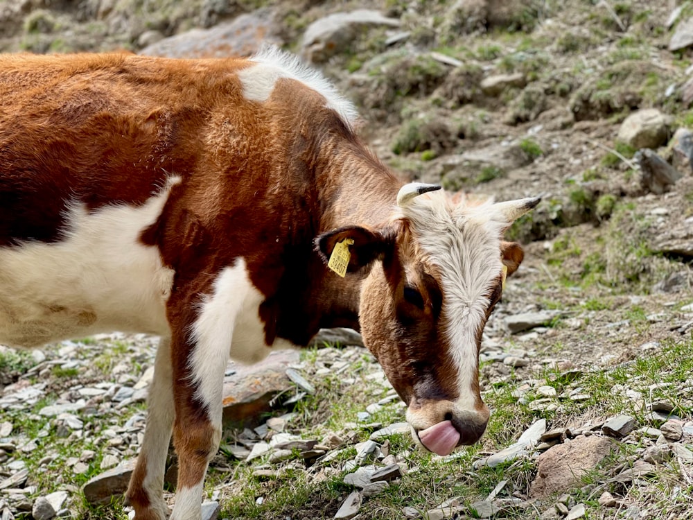 a cow eating grass