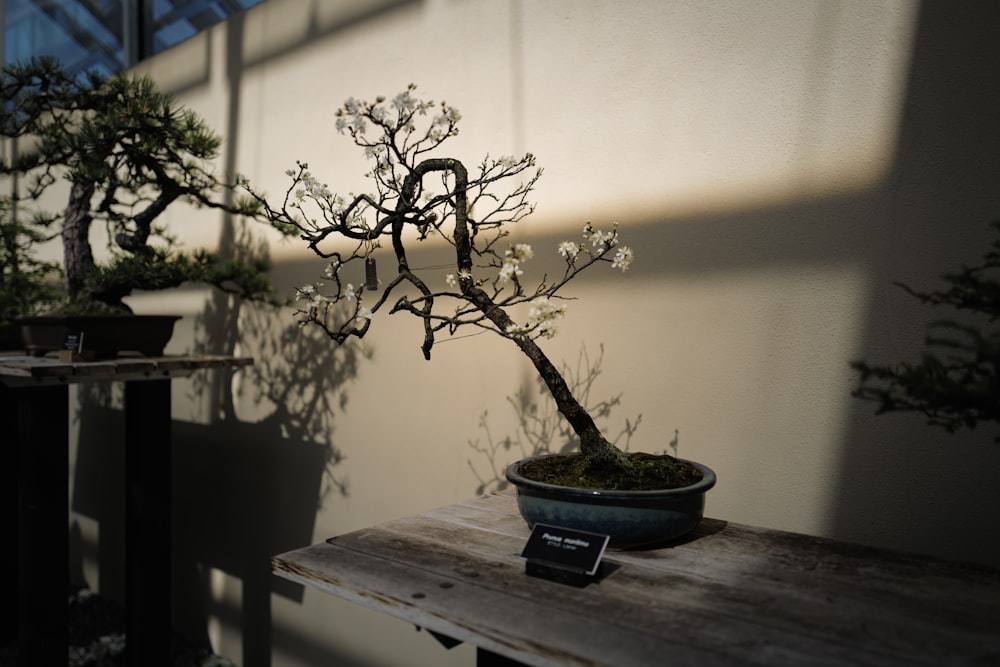 a small tree in a pot