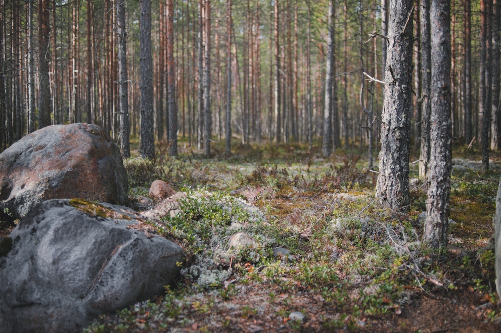 Une forêt avec des arbres et des rochers