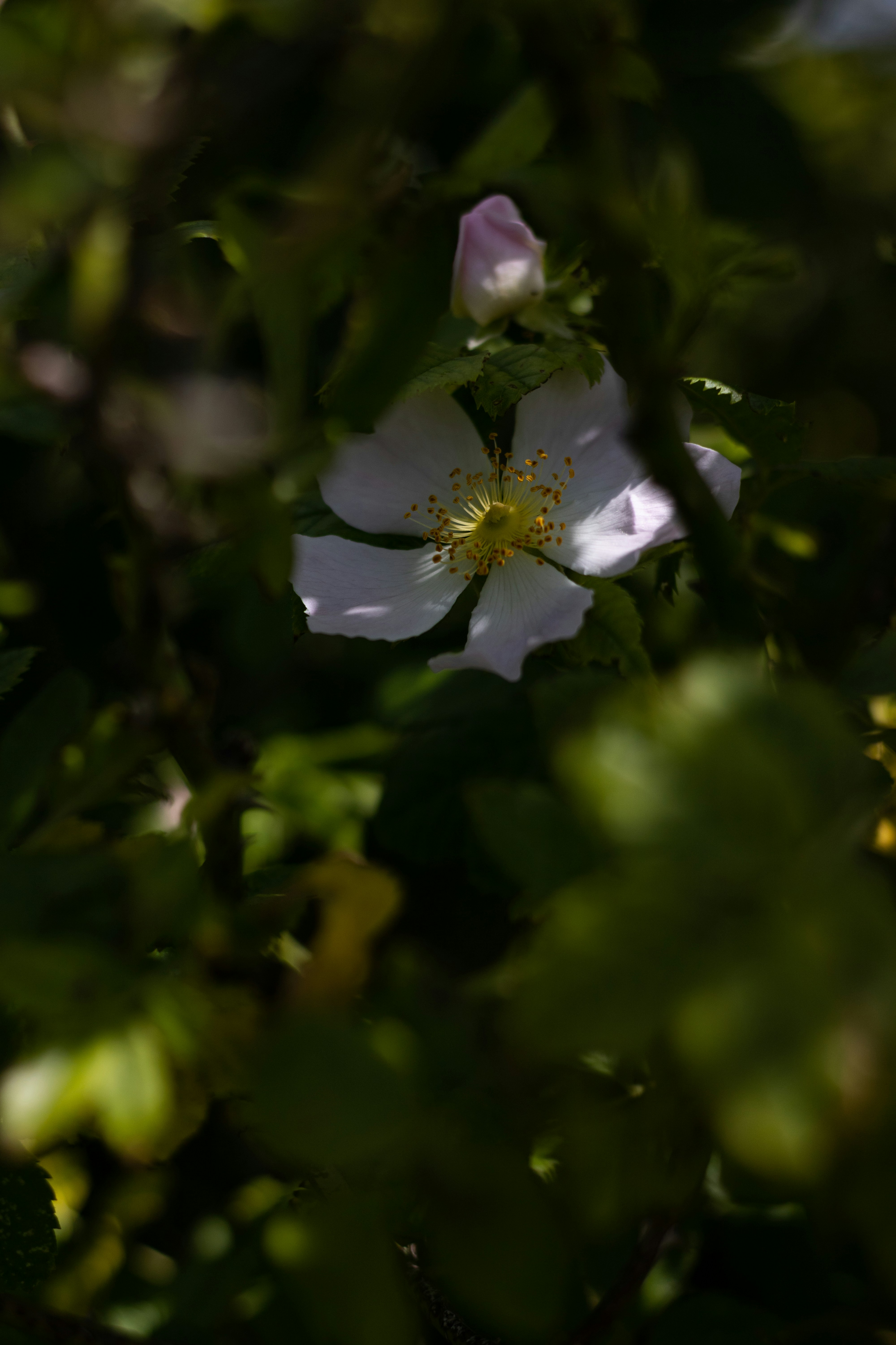 Photo by mirkofabian