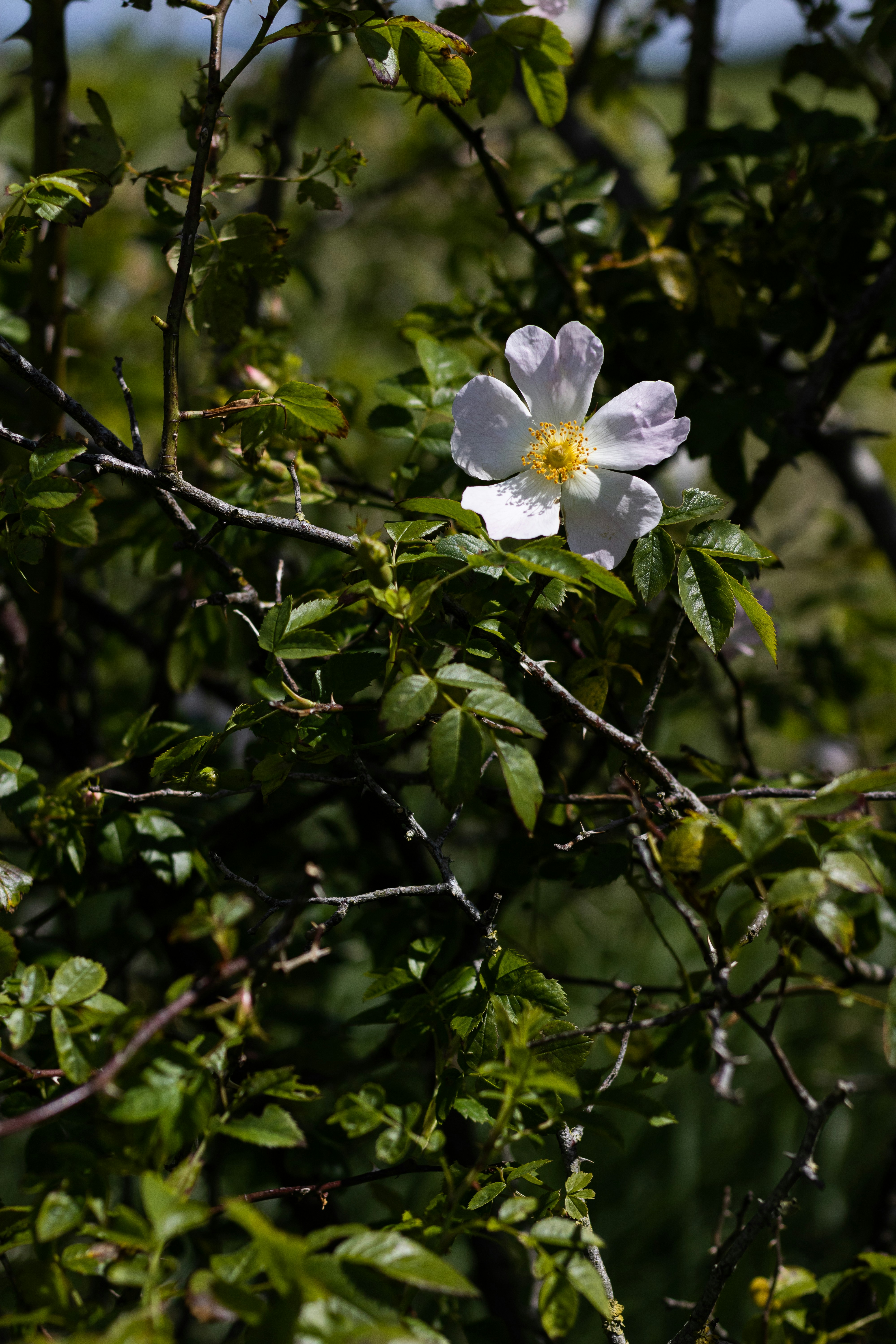 Photo by mirkofabian