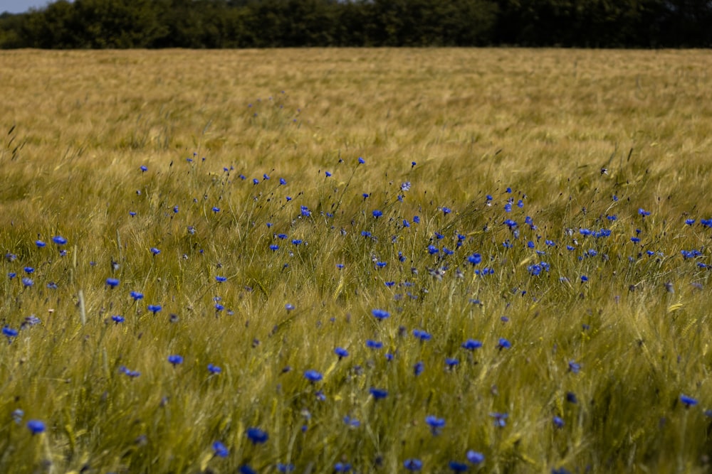 a field of blue flowers