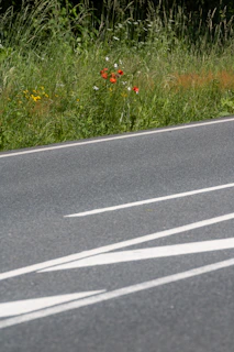 Clear visual contrast of a roadside area cleared of tall weeds and grass