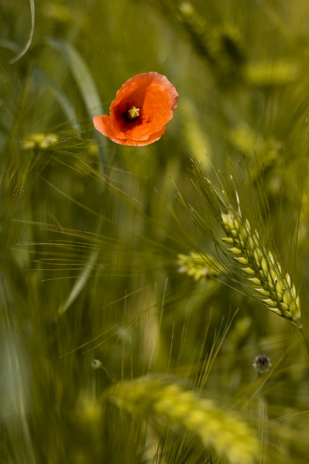uma flor vermelha em um campo