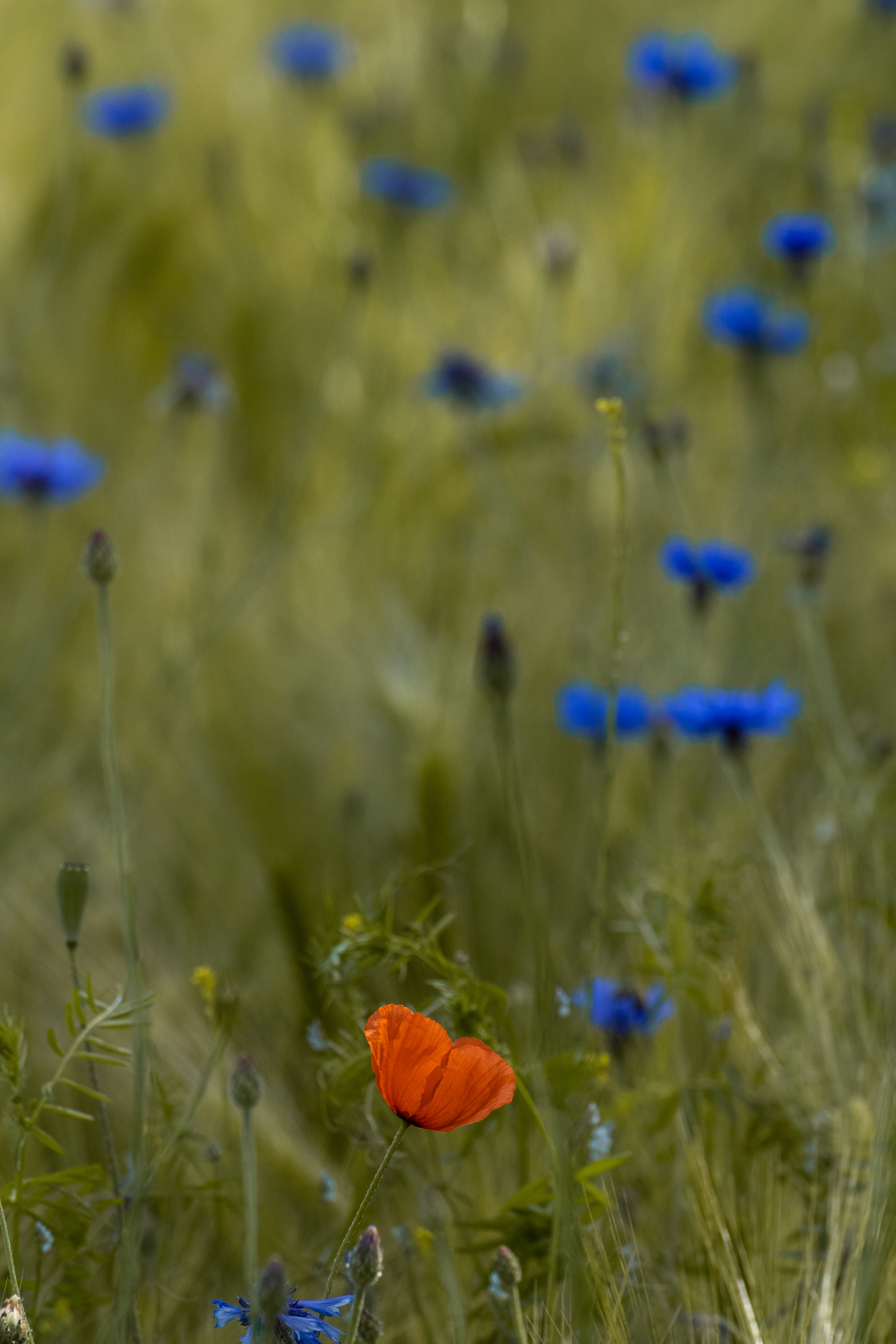 Photo by mirkofabian