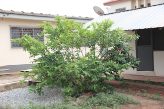 A gardener trimming lush green bushes in a residential condominium garden.