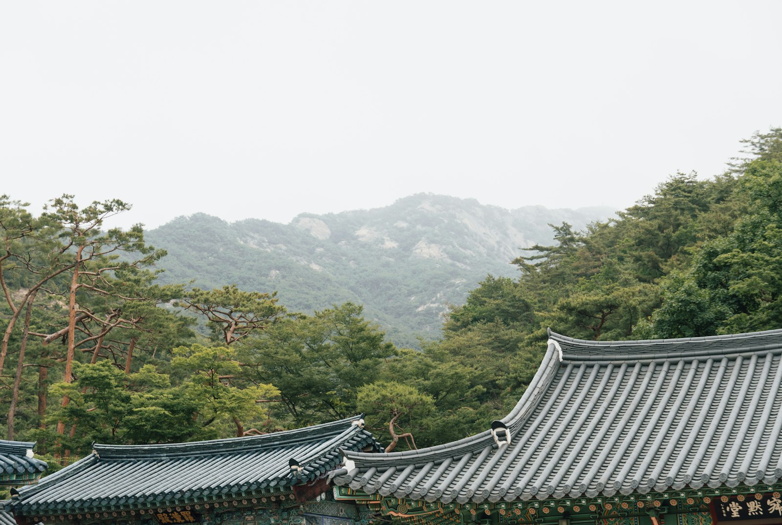 Tiled roofs of a Korean Buddhist temple among pine trees with misty mountains behind