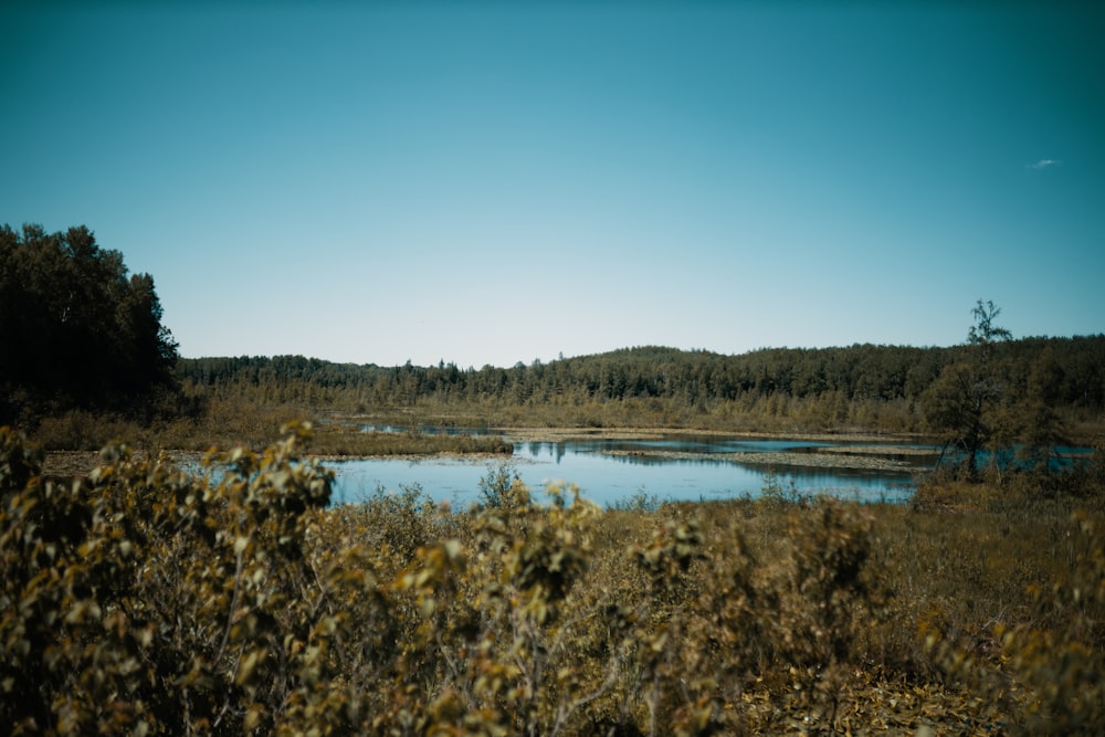 a small pond in a field