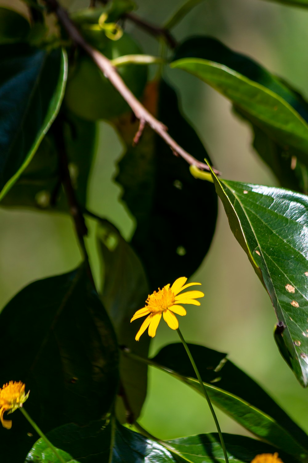 a yellow flower on a plant