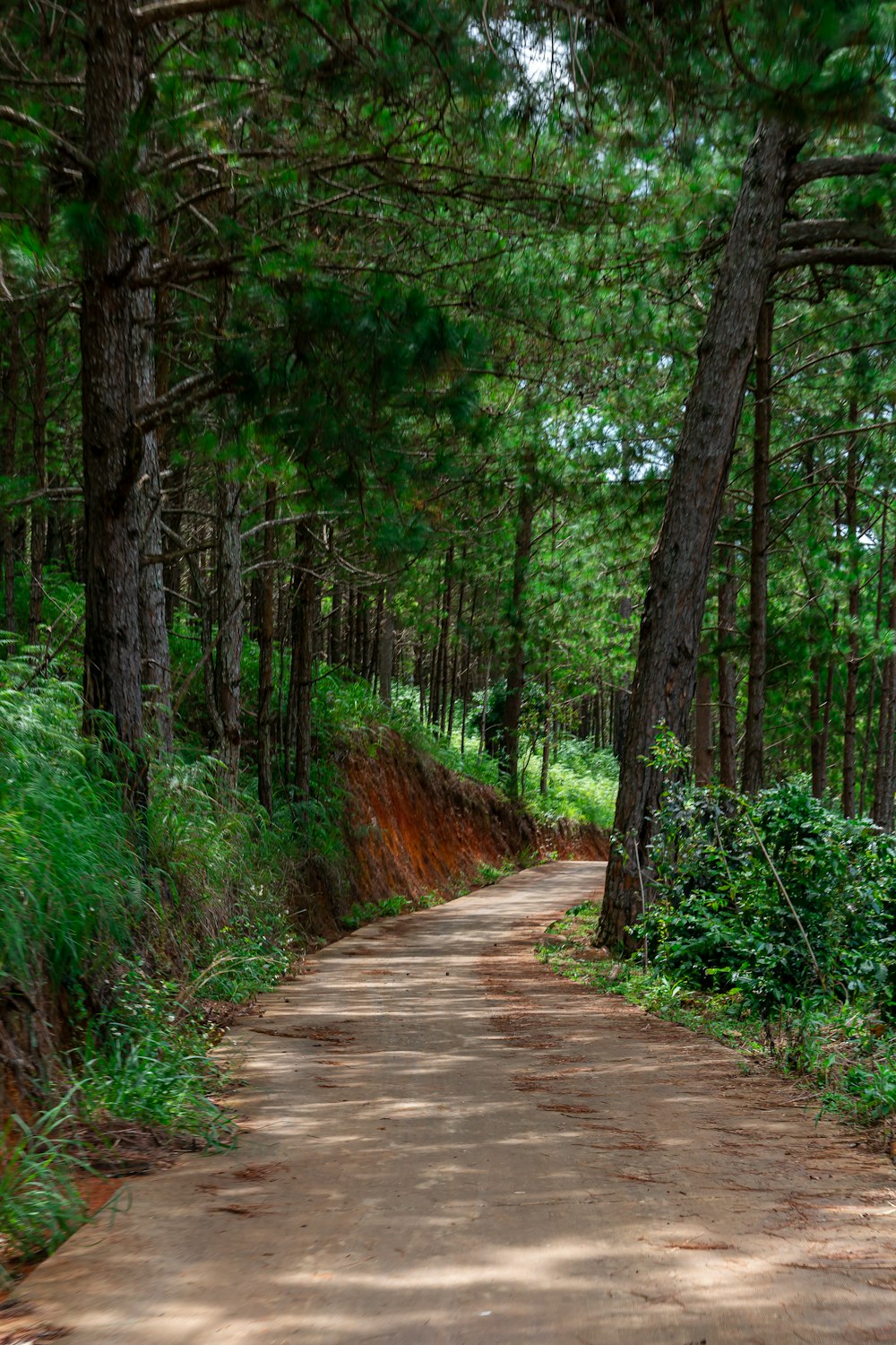 a dirt road in a forest