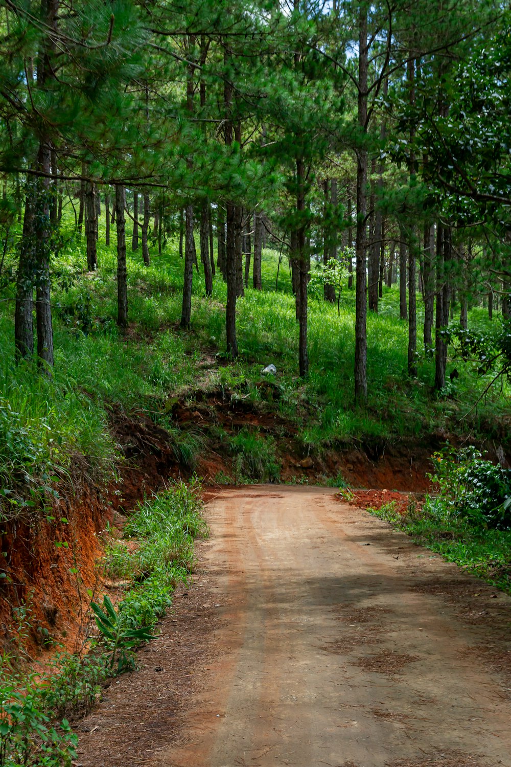 a dirt road in a forest