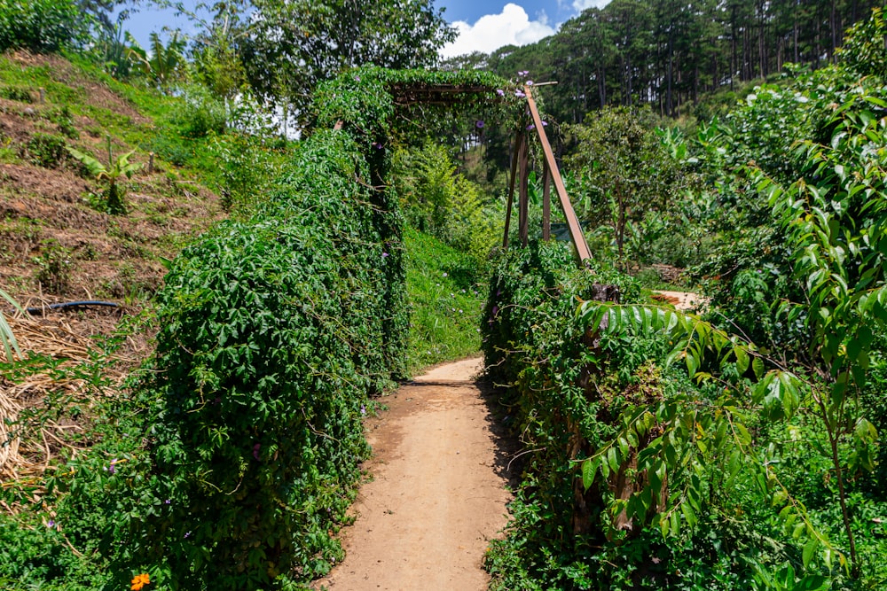 a path through a garden