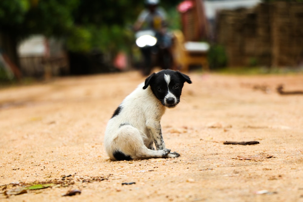a black and white dog sitting on the ground