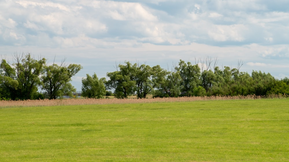 a large green field with trees