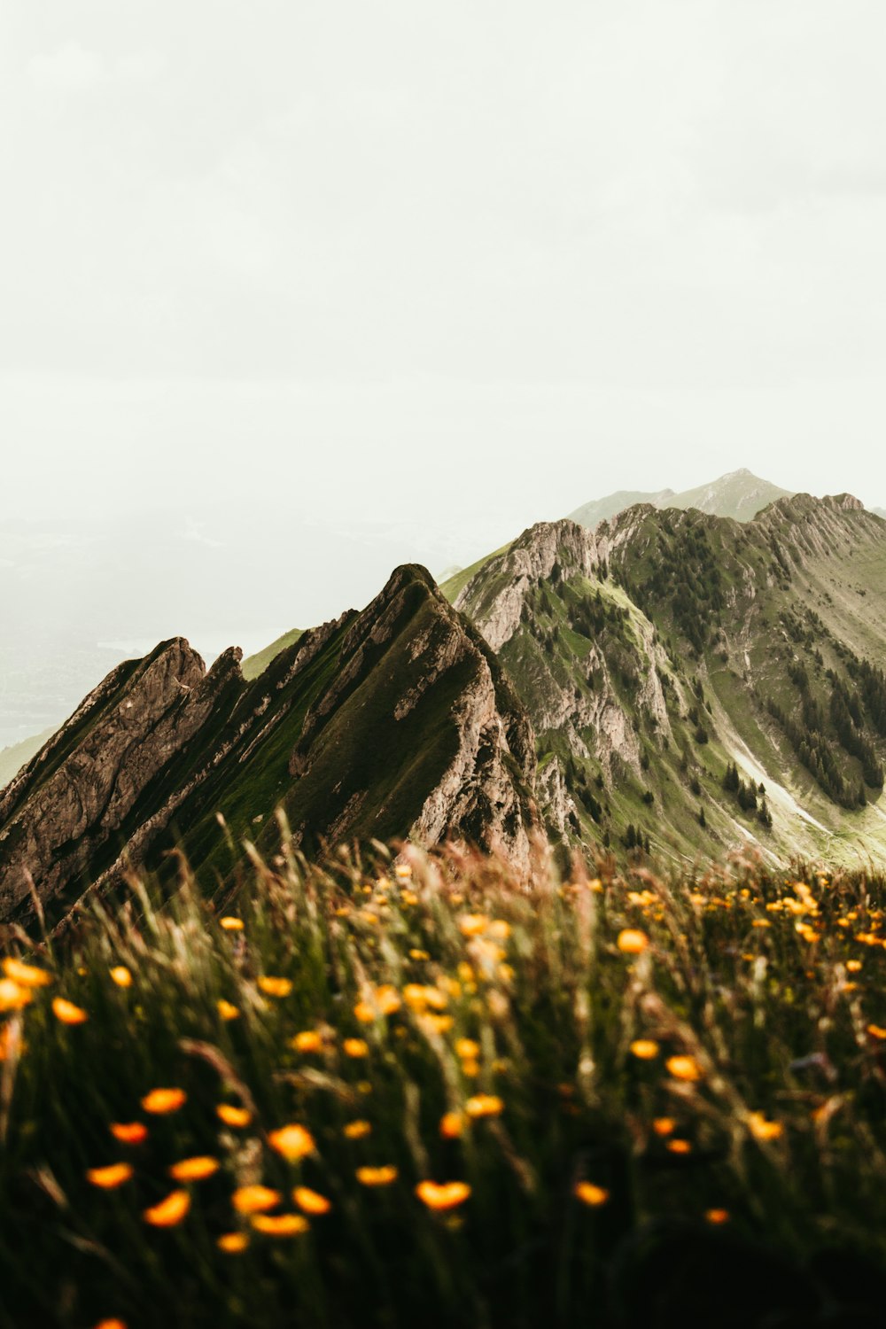 un champ de fleurs avec une montagne en arrière-plan