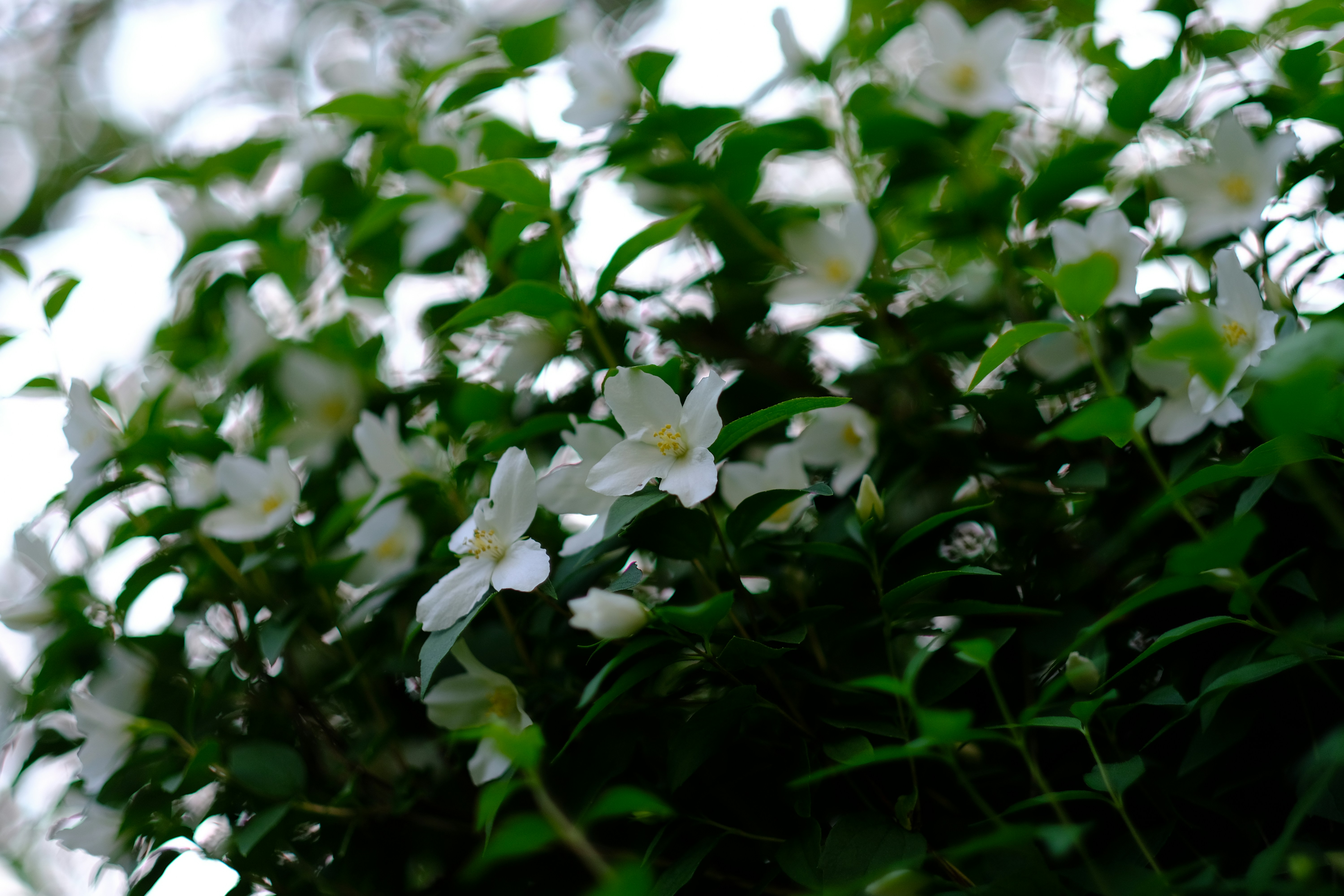 Photo by zaralazarov