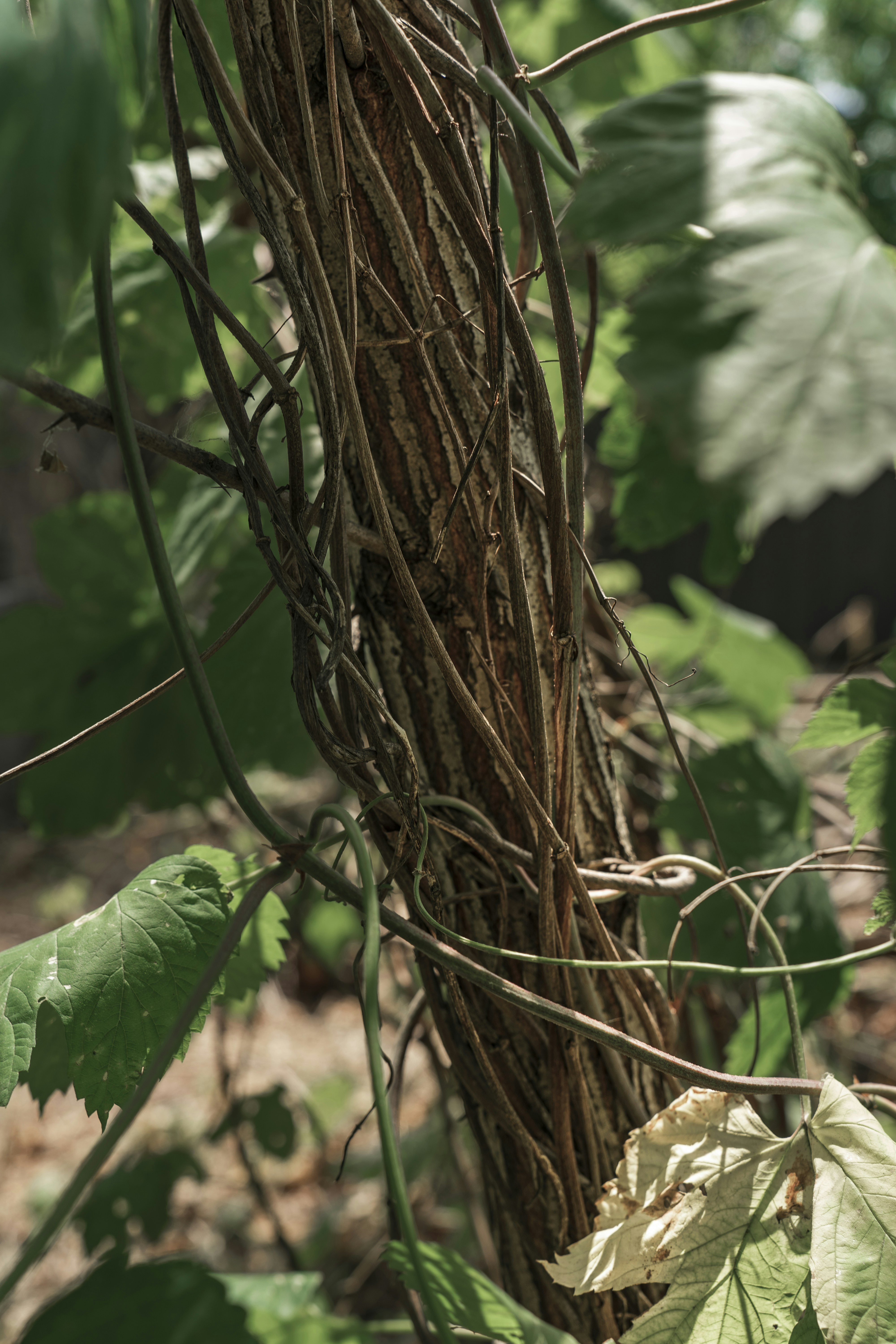 Photo by maksym_tymchyk