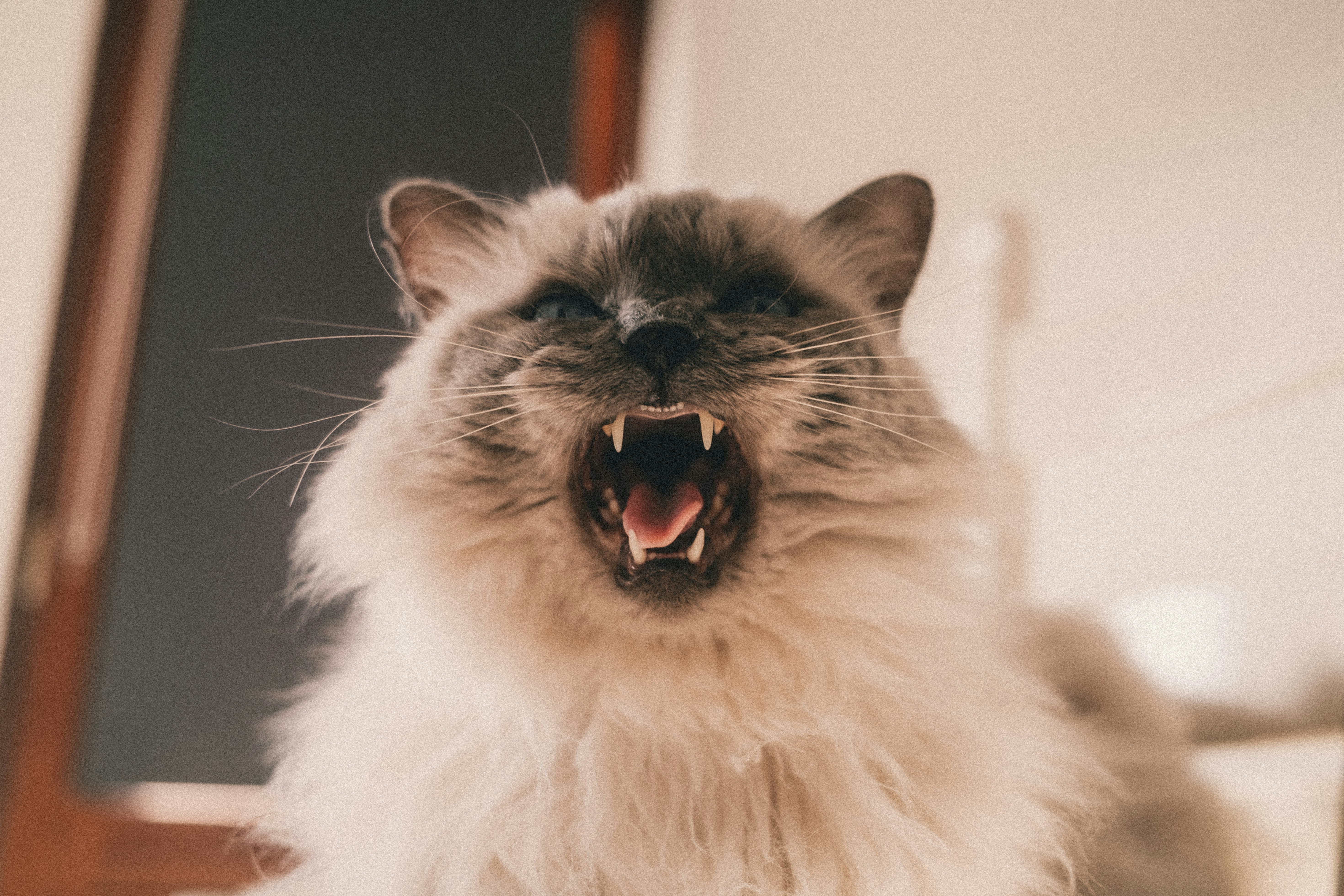 Photo by lorenzohamers