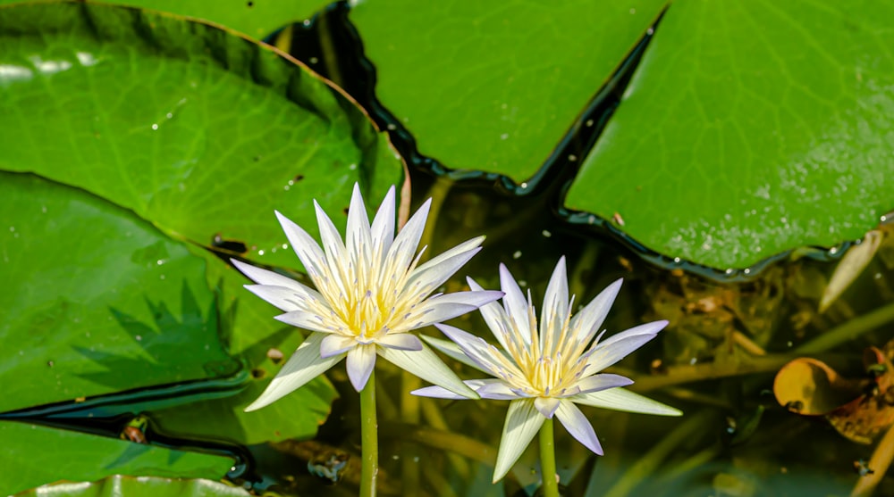 a couple white flowers on a green plant