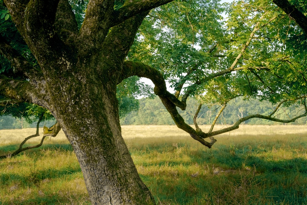 a tree with many branches