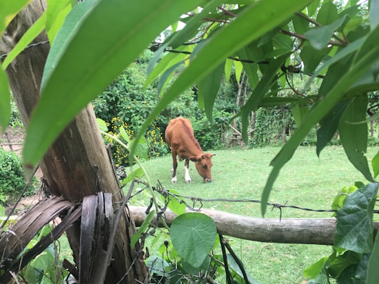 A brown cow is grazing on a lush green field surrounded by abundant vegetation. Large green leaves and a wooden fence frame the foreground, adding depth to the scene. The background is filled with dense greenery and some decorative yellow flowers.