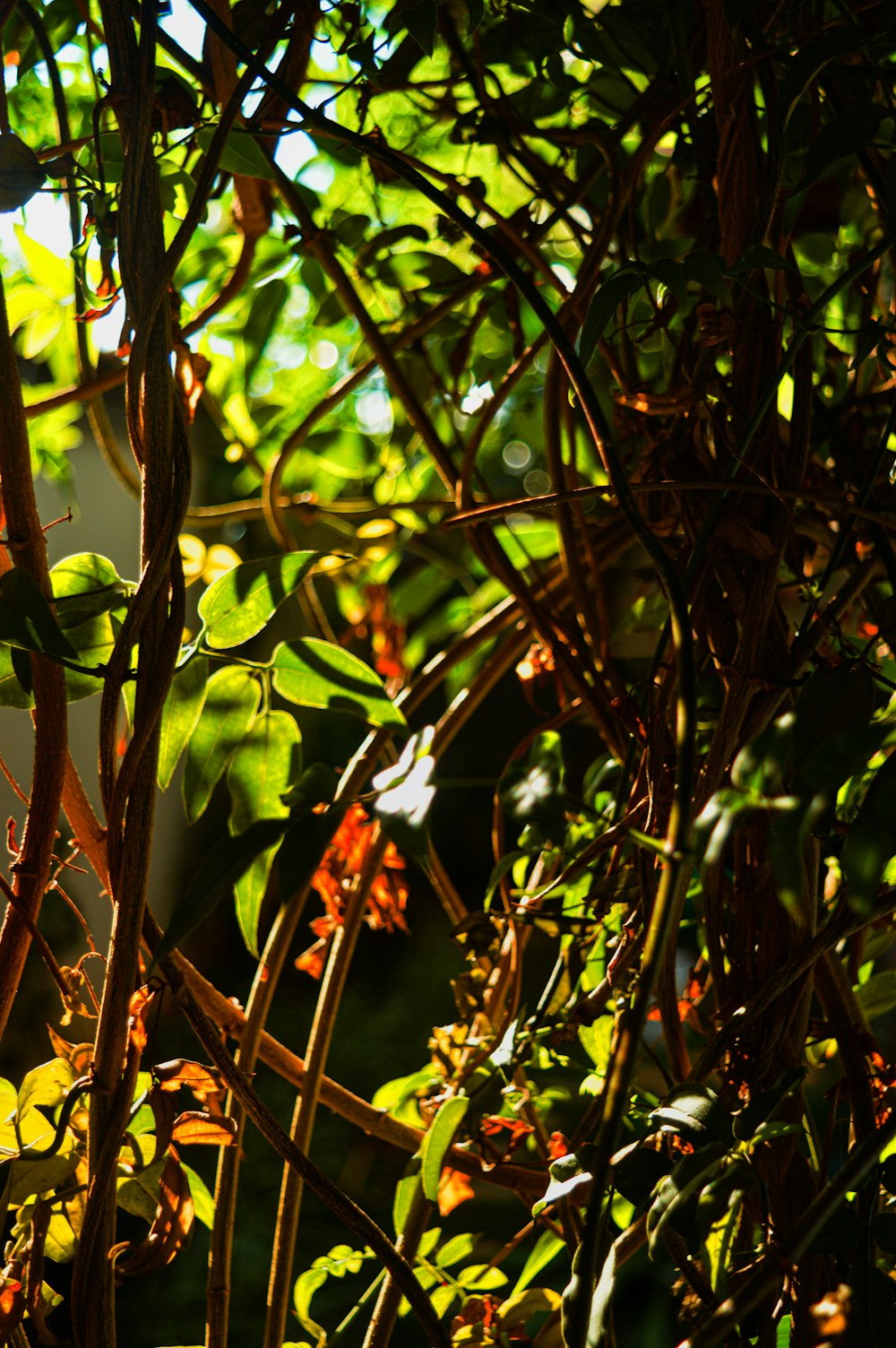 a close-up of a tree