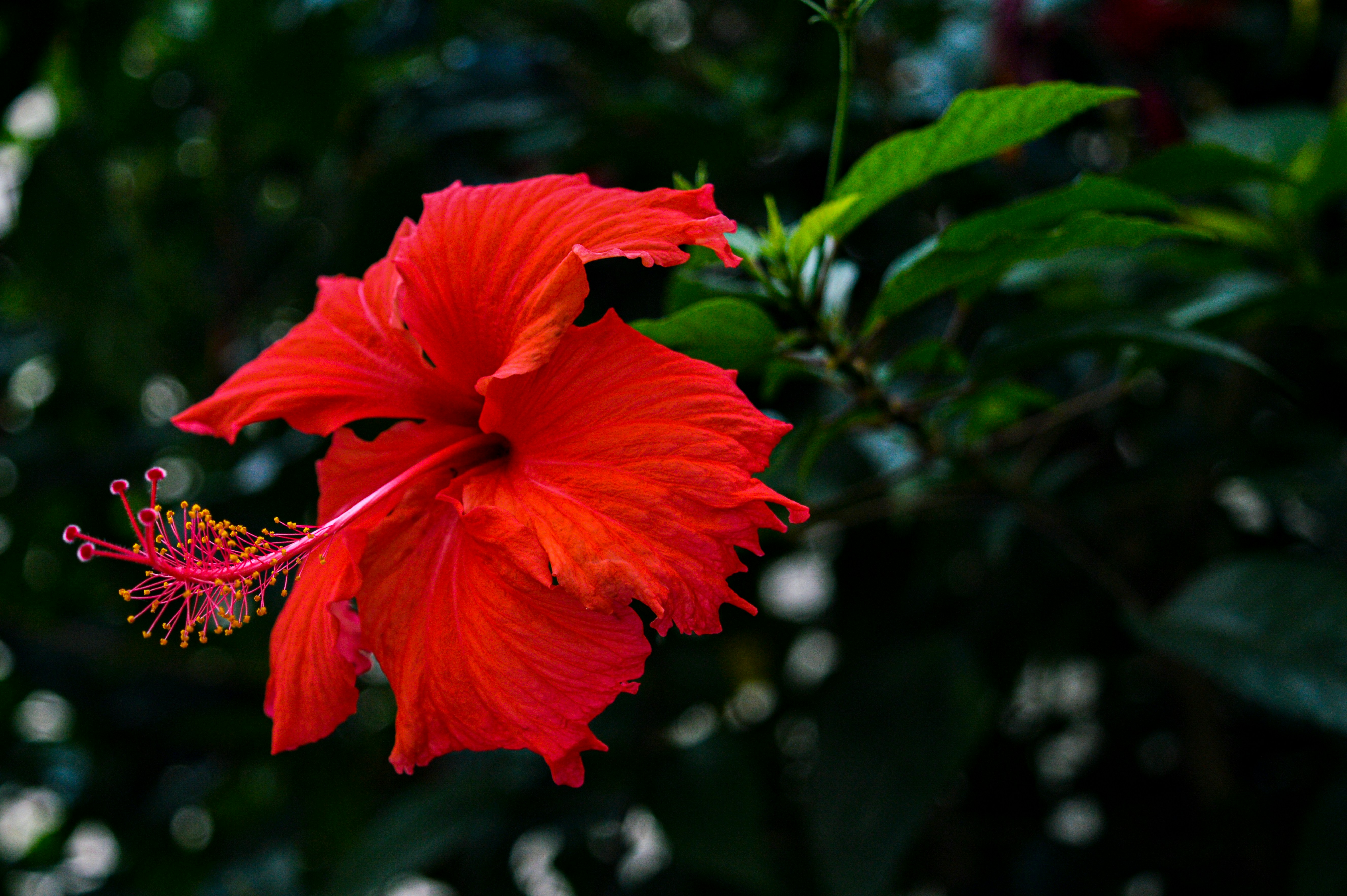 Photo by aureliaferreira