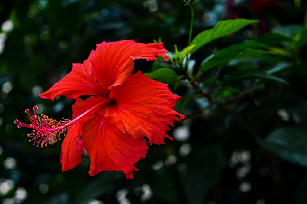 a red flower with green leaves