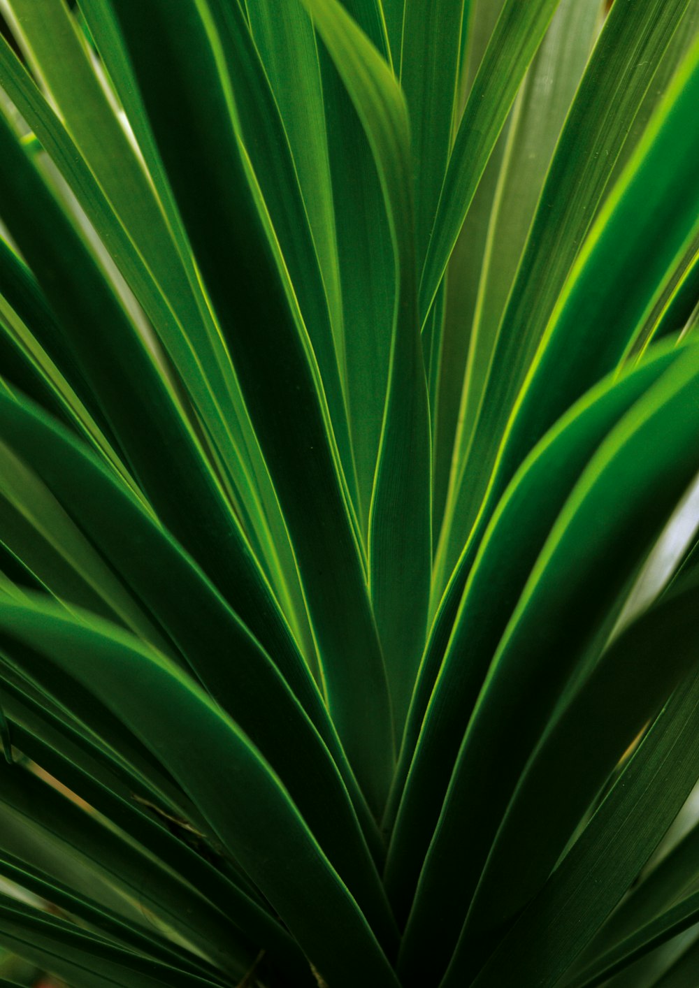 a close up of a leaf