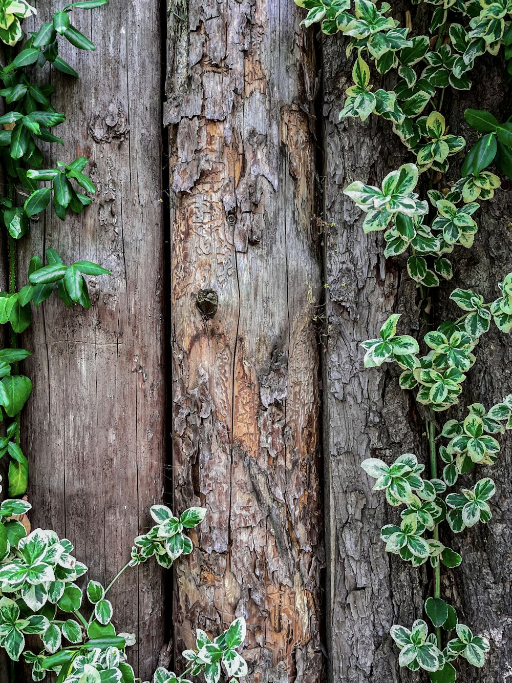 a tree trunk with a hole in it