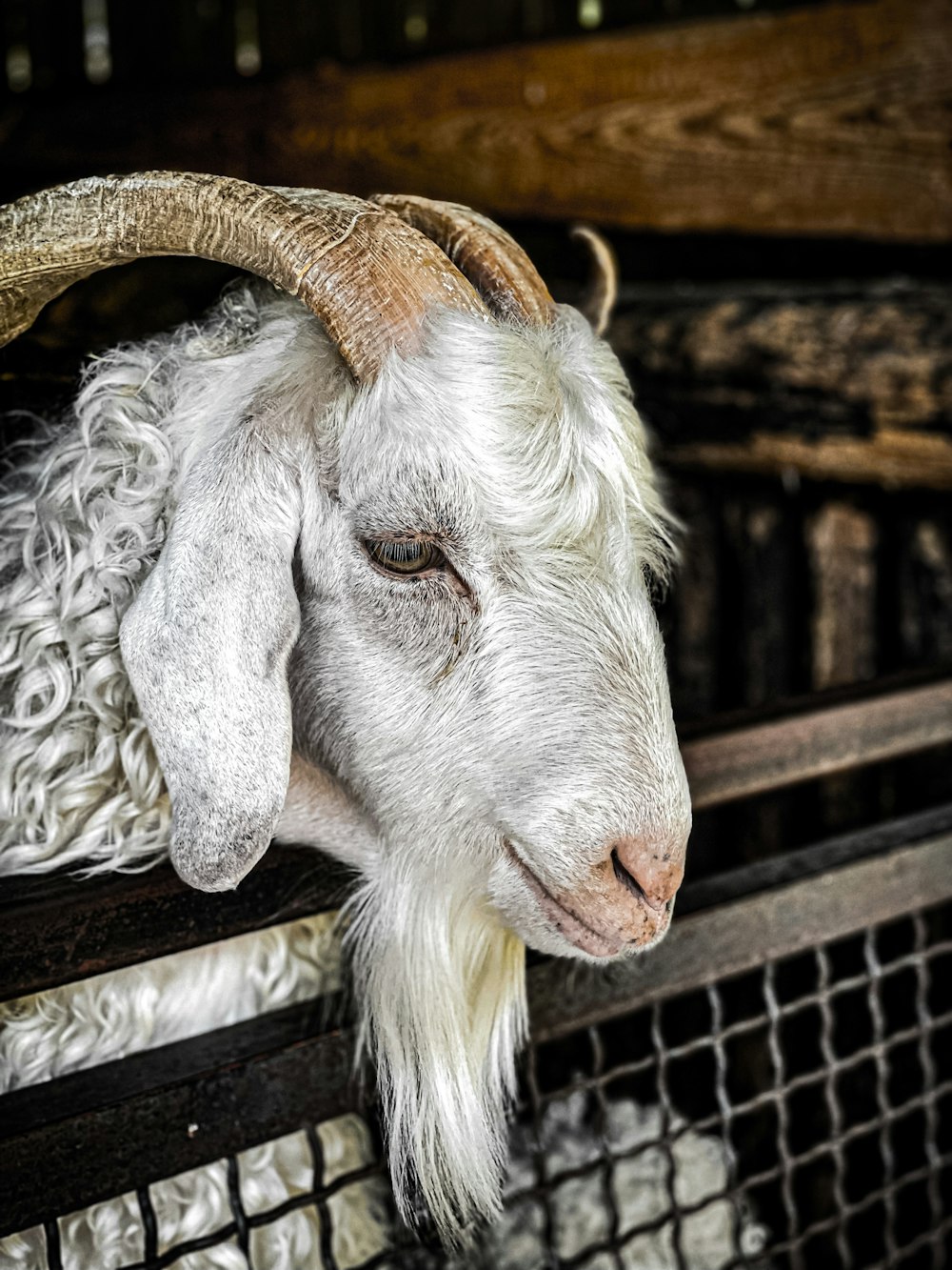 a goat with horns in a cage