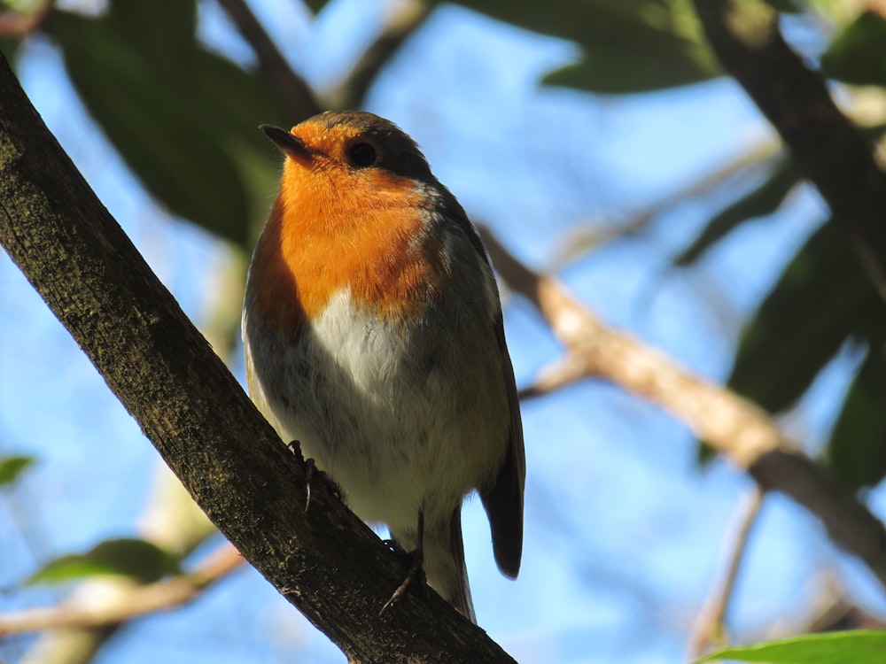 a bird sits on a branch