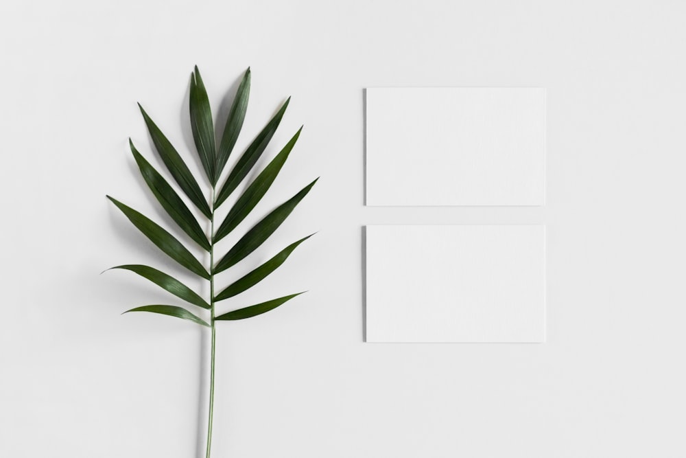 a plant next to a white wall