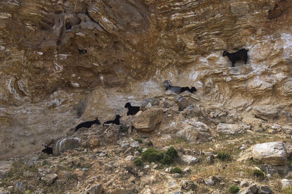 a group of animals in a rocky area