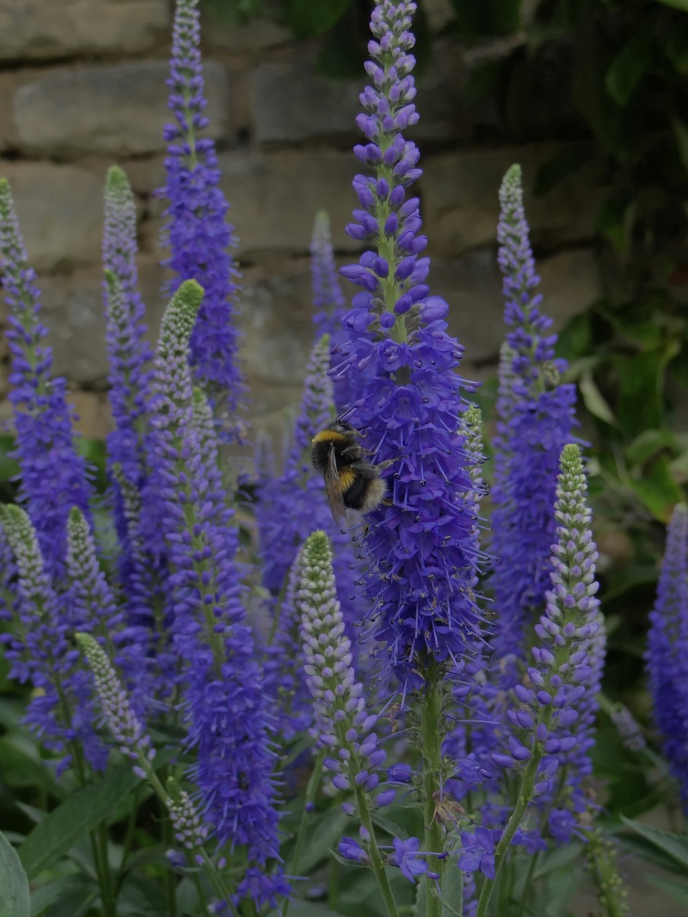 a bee on a flower