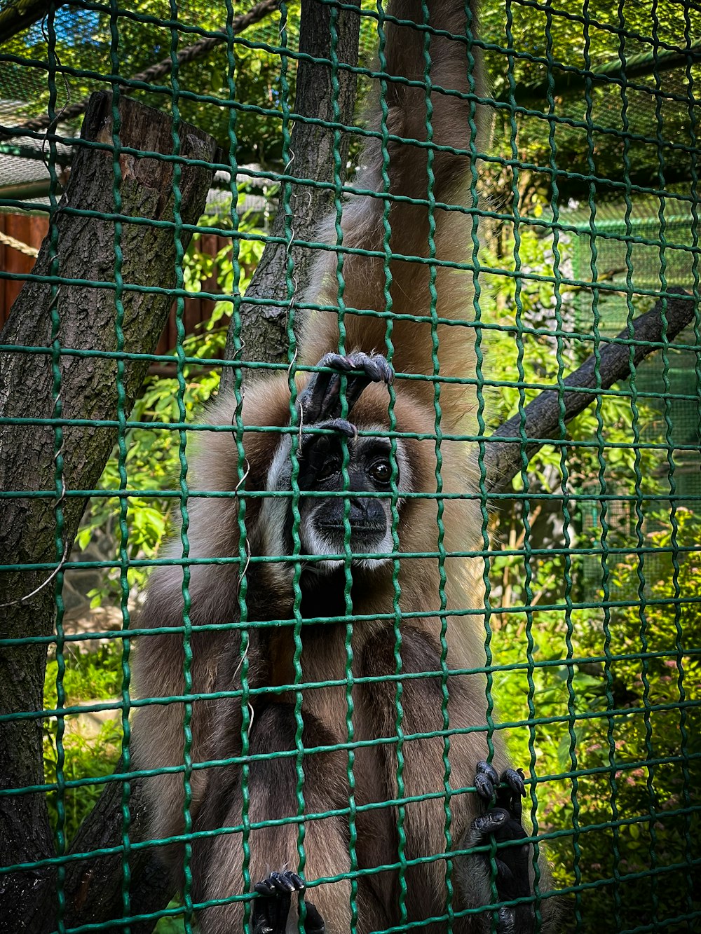 a group of animals in a fence