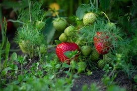 a group of strawberries growing in a field
