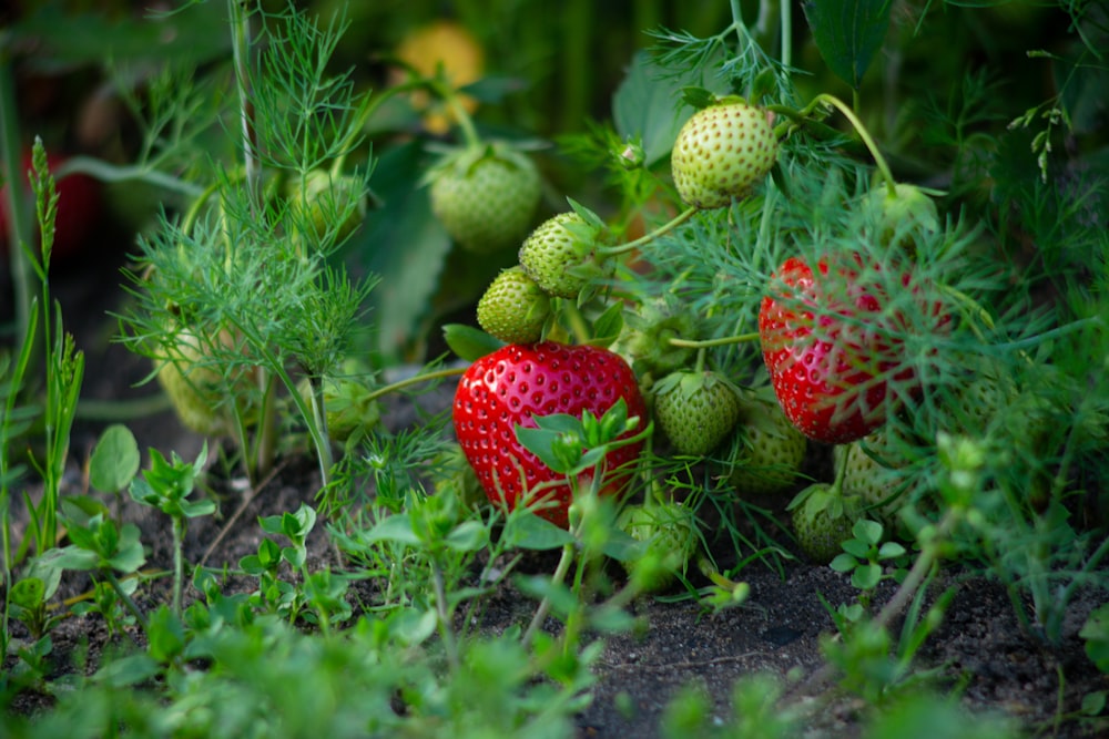 a group of strawberries growing in a field