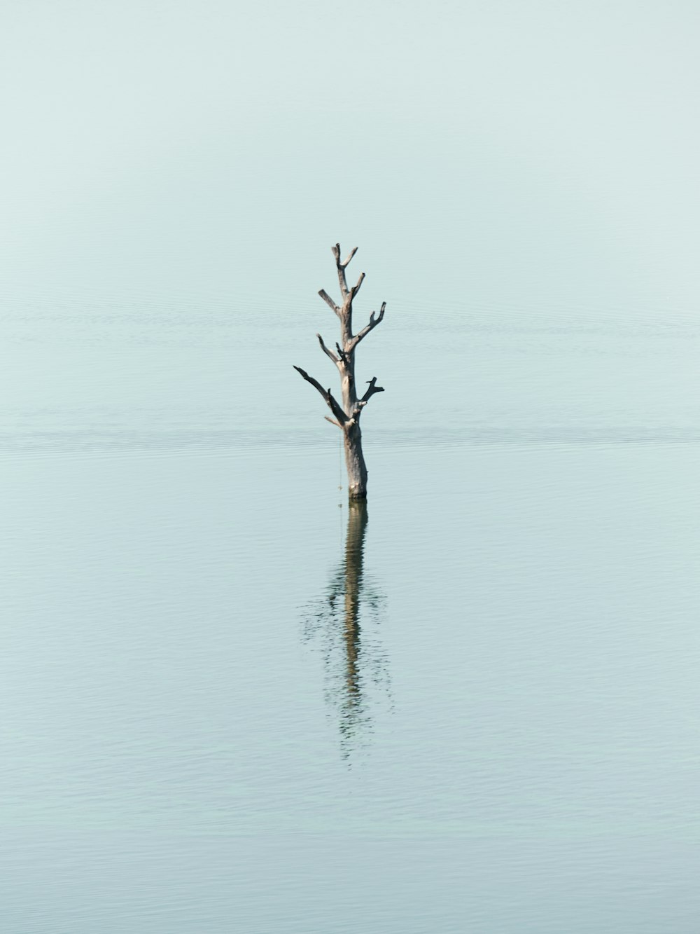 a bird flying over a body of water