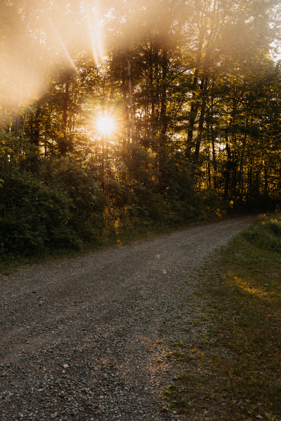 The image depicts a serene forest scene with a dirt road winding through it, surrounded by tall trees on both sides. The sun is shining brightly from the left side of the frame, casting long shadows and creating a warm glow over the landscape. The perspective suggests that the viewer is standing at the end of the road, looking towards the horizon where the sky meets the earth.