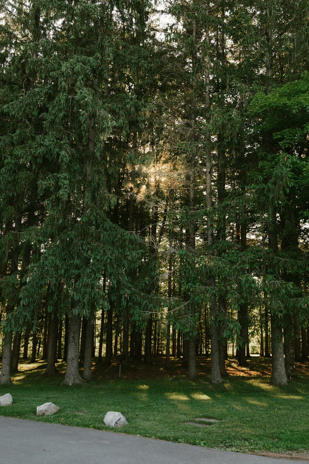 a group of trees