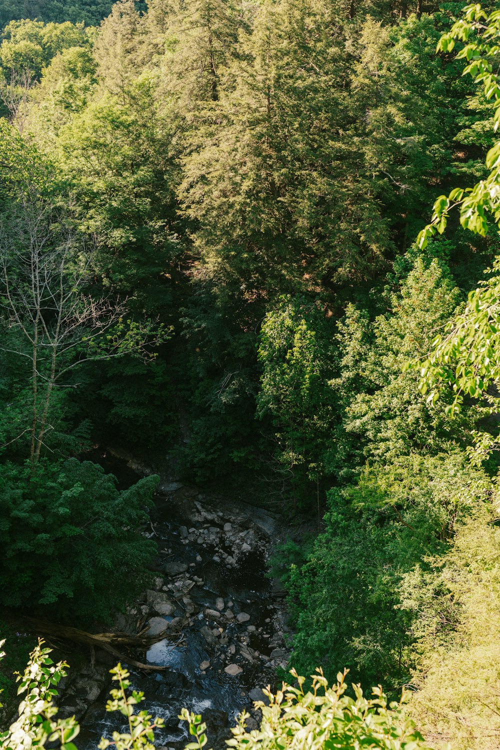 a river running through a forest