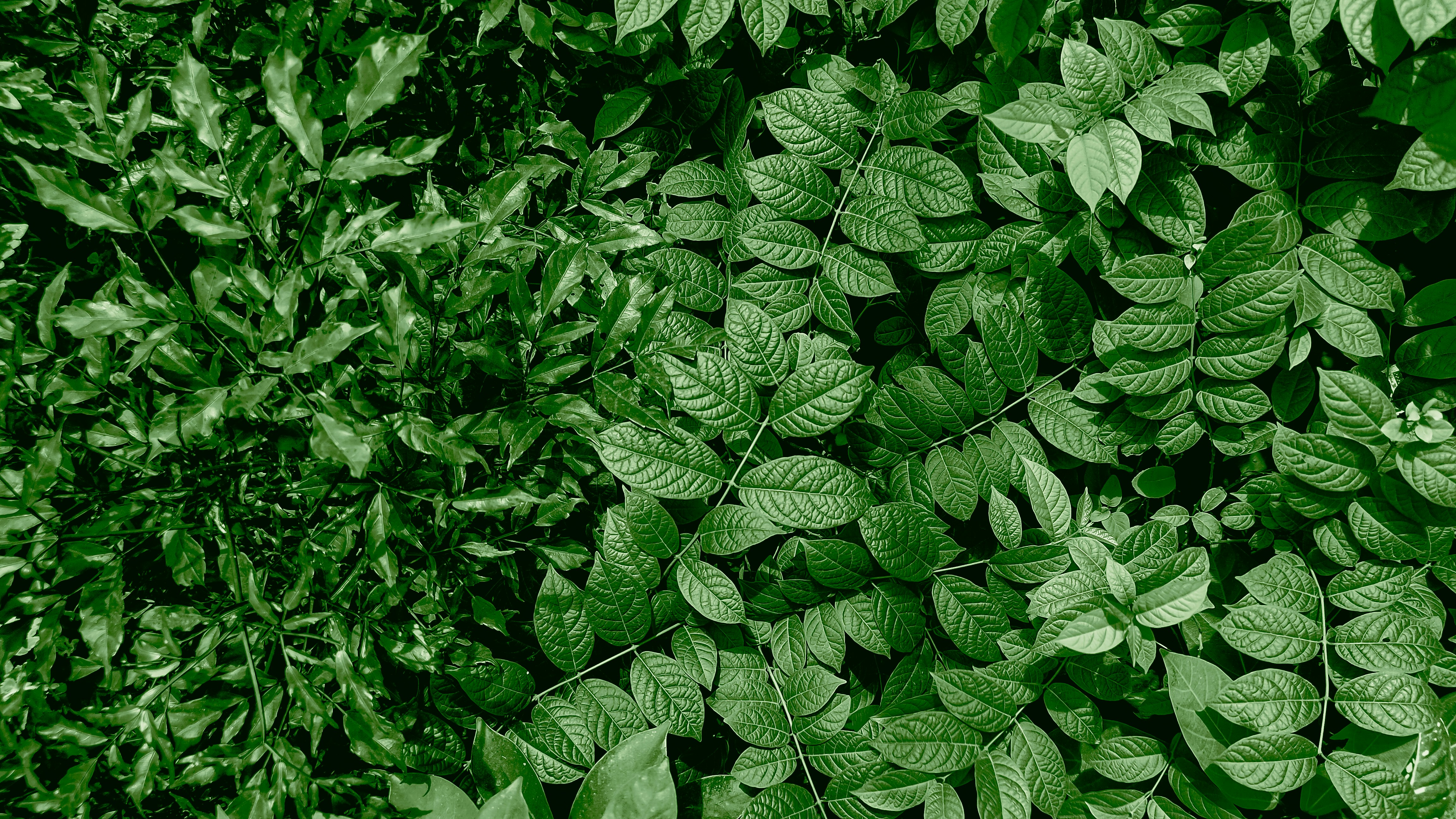 a group of green leaves