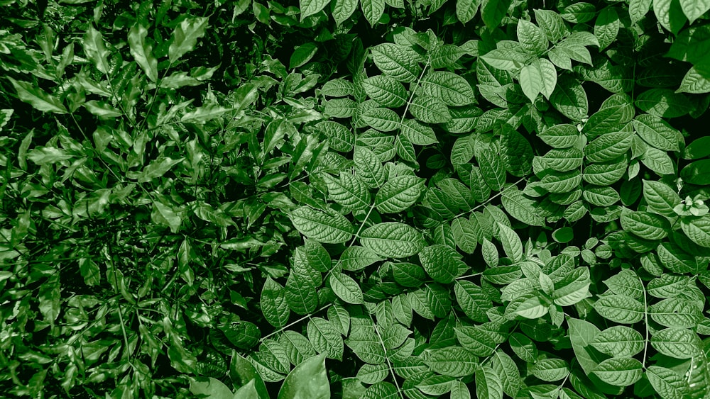 a group of green leaves