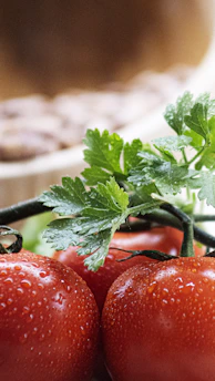 Close-up of dew-kissed tomatoes and leafy greens freshly harvested from the farm.