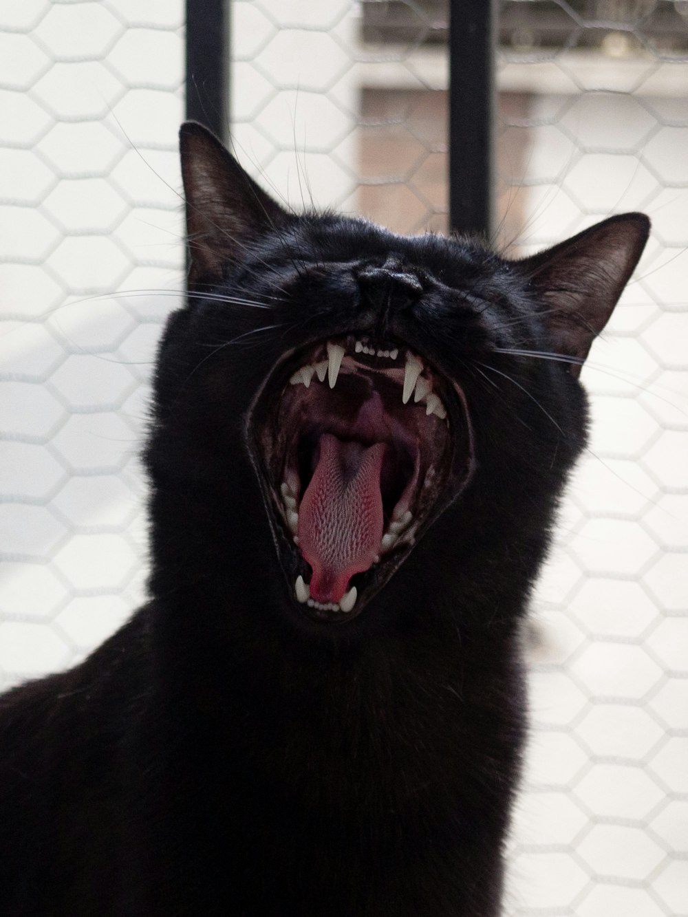 a black cat with its mouth open